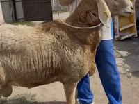 Oveja, Baerchuke sheep — foto 1