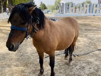 Horses (batch, sex not specified), Australian Pony — photo 1