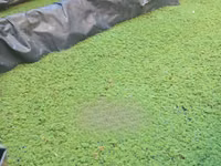 Azolla Pinnata — الصورة 2