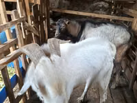 Billy Goat, Goats — photo 2