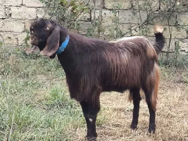 公山羊, Damask goat
