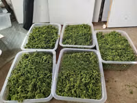 Best Azolla Seeds in Kenya - Location CBD Nairobi — फ़ोटो 4