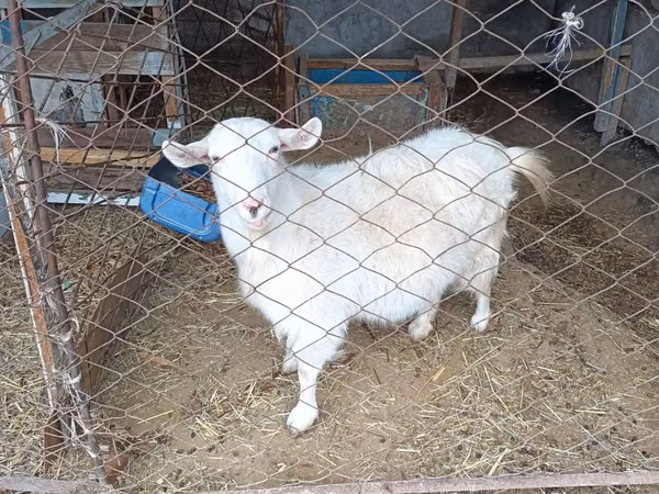 Goat, Saanen goat