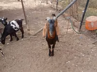 公山羊, Nubian Goat — 照片 2