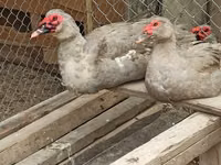Ducks — 照片 2