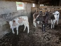 Cow, Cattle — photo 2