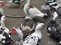 Domestic Muscovy — photo 7