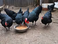 Australorp — Foto 6