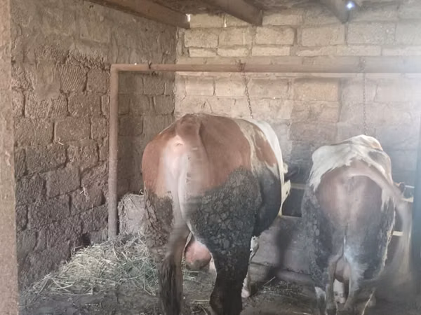 ثور, Simmental cattle