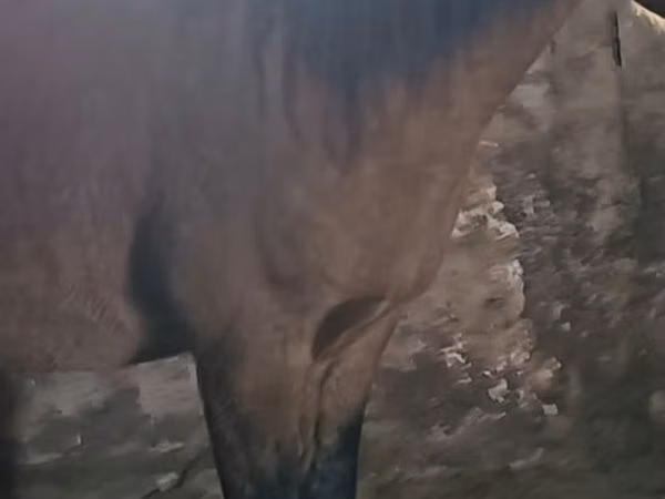Horse (M), Mugalzhar horse