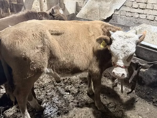 Bull, Simmental cattle