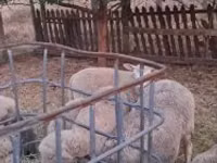 मेढ़ा, Cerry Hill sheep — फ़ोटो 2