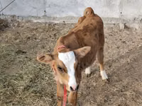 Bulle, Simmental cattle — Foto 3