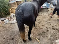 母马, Horses — 照片 2