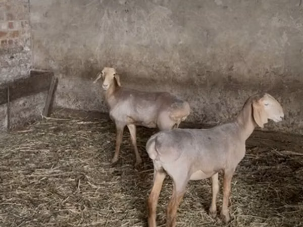 Sheep, Hissar sheep
