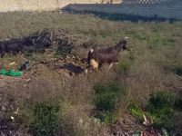 Carnero, Ovejas — foto 2
