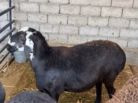 भेड़, Blackheaded Persian sheep — फ़ोटो 2