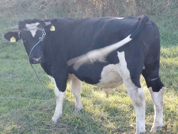 Bull, Russian Black pied cattle