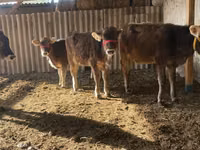 Kuh, Swiss cattle — Foto 2