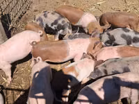 Boar — photo 2