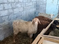Schaf, Beulah Speckled face sheep — Foto 3