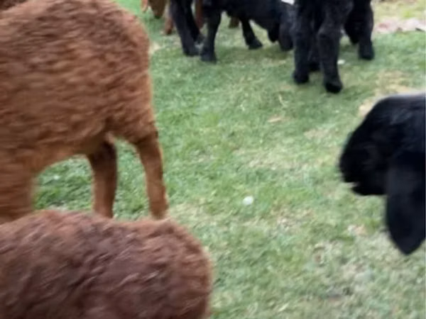 Cabras (lote, sexo no especificado), Cabras