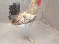 Chickens — Foto 1