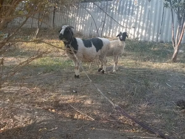 Goat, Goats