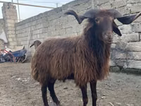 मेढ़ा, Red Karaman sheep — फ़ोटो 5