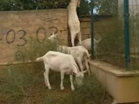 Cabras (lote, sexo no especificado), Cabras — foto 2