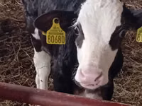 Bovinos (lote, sexo no especificado), Russian Black pied cattle — foto 8