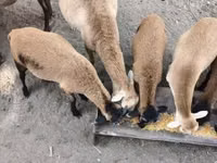 Carnero, Cameroon sheep — foto 1