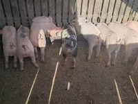 Säue, Schweine — Foto 3