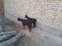 ماعز (دفعة، الجنس غير محدد), الماعز — الصورة 2