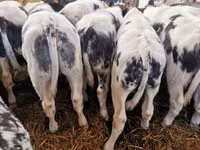 Rinder (Partie, Geschlecht nicht angegeben), Russian Black pied cattle — Foto 1