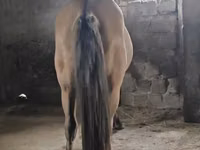 Horse (M), Mugalzhar horse — photo 4