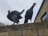 Turkeys — الصورة 2