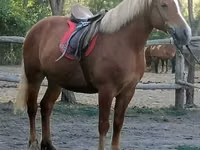 Mare, Haflinger — photo 1