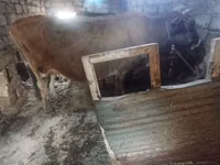 Vaca, Ganado vacuno — foto 4