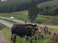 Bulle, Nguni cattle — Foto 3