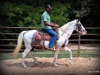 Horse (M), National Show Horse — photo 6