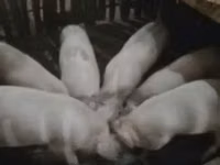 Boar, Pigs — photo 2