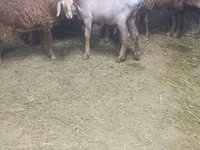 Oveja, Arashan sheep — foto 3