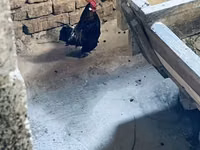 Chickens — Foto 1