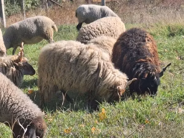 मेढ़ा, Racka sheep