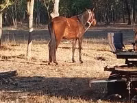 Yegua, Caballos — foto 4