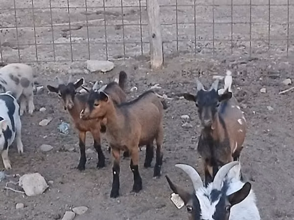 Cabro, Pomellata goat