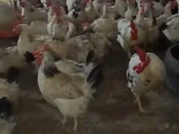 Chickens — फ़ोटो 2