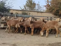 Schaf, Arashan sheep — Foto 1