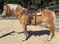 Mare, Haflinger — photo 4